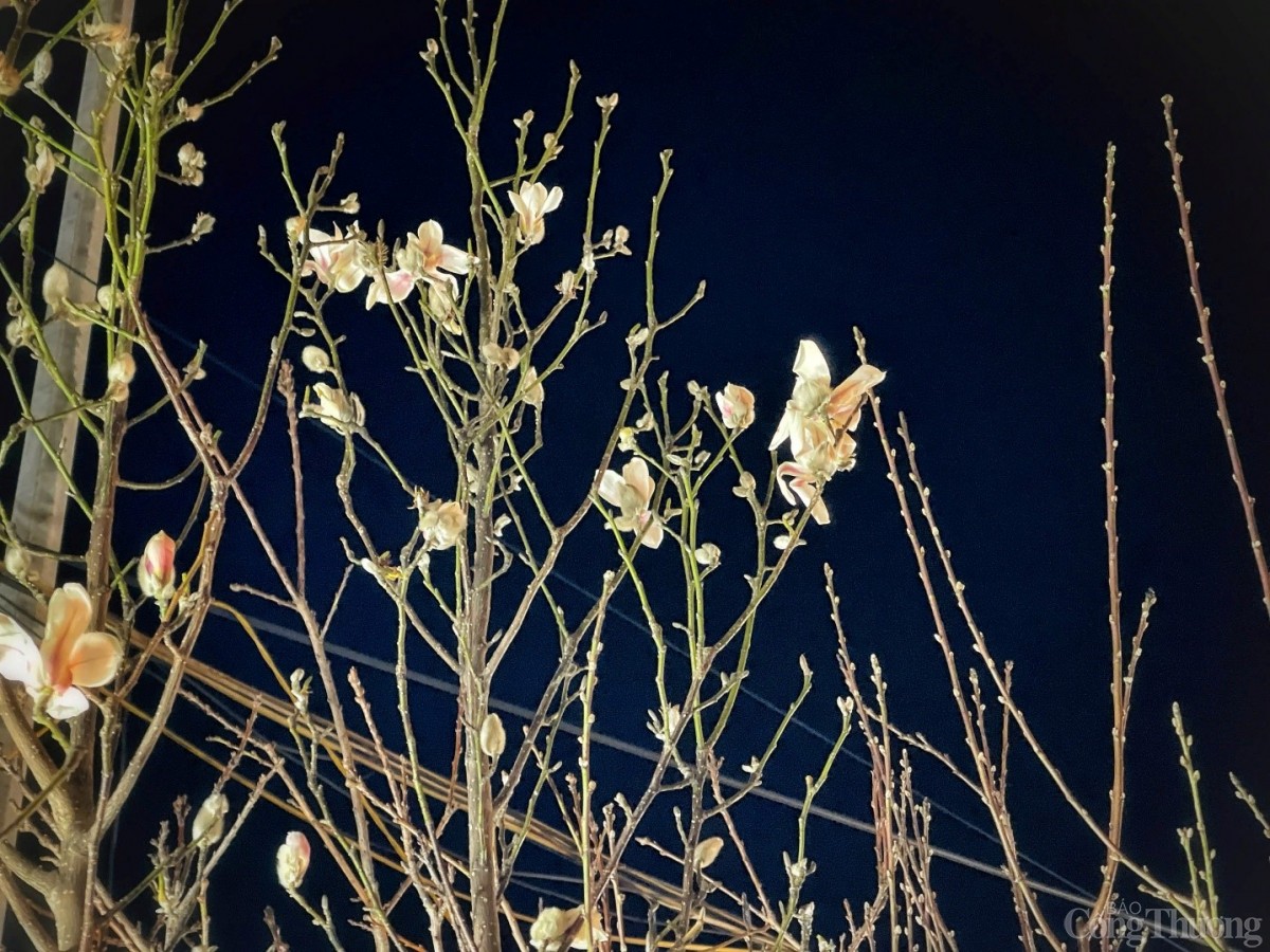 Đêm chợ hoa Quảng An những ngày cận Tết 2025