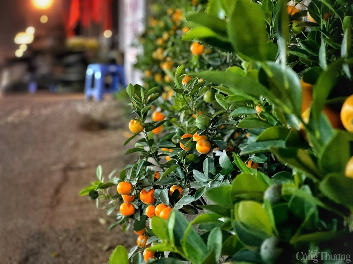 Đêm chợ hoa Quảng An những ngày cận Tết 2025