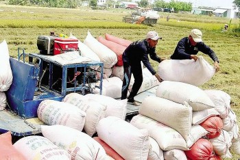 Lý do giá gạo xuất khẩu giảm, gạo nội địa vẫn cao
