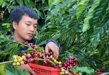 Dự báo giá cà phê ngày mai 30/12/2024 chưa thể phục hồi