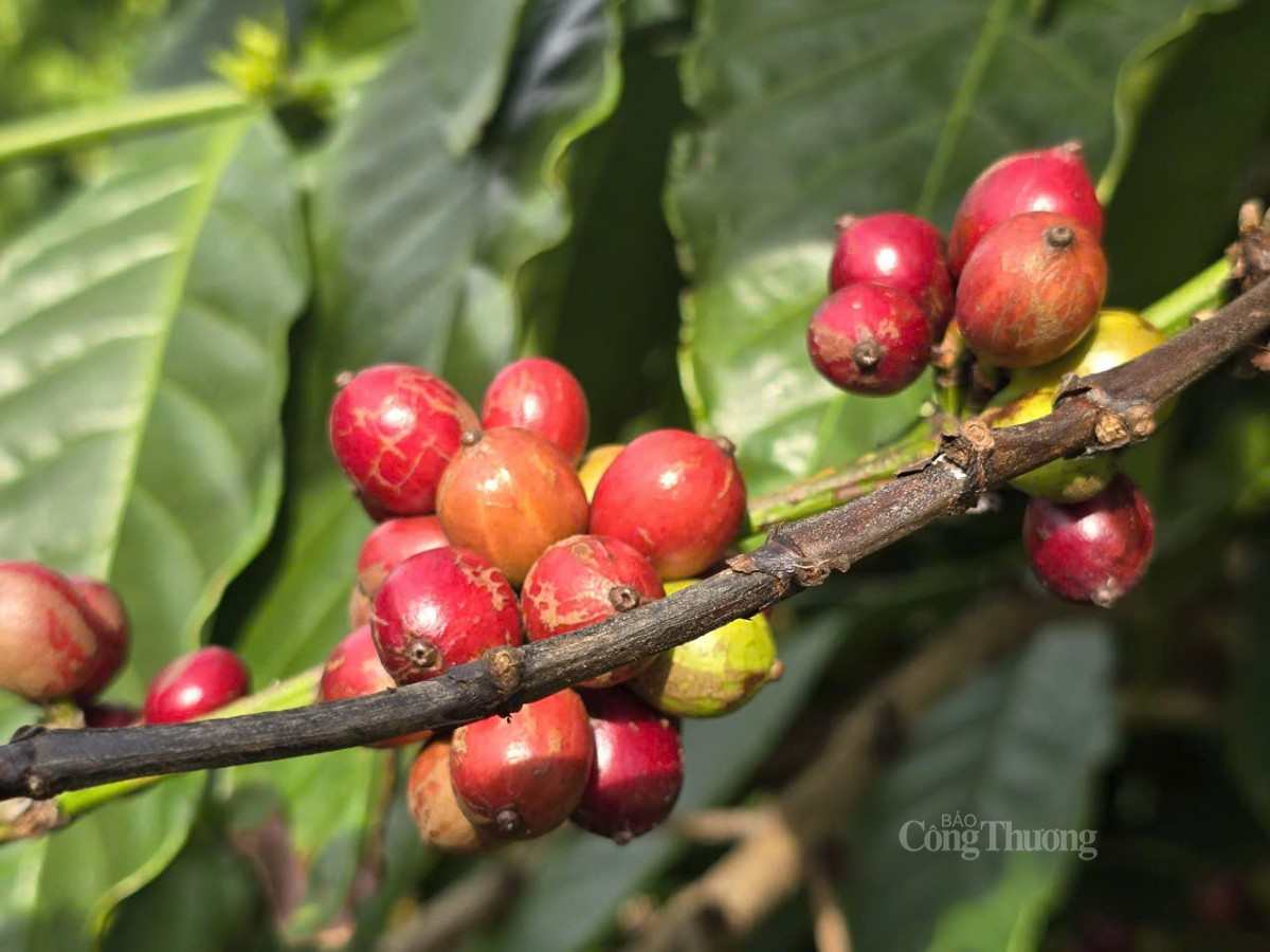 Triển vọng cho ngành cà phê trong năm 2025 Triển vọng cho ngành cà phê trong năm 2025