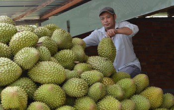 Sát Tết, giá sầu riêng tăng mạnh, đâu là nguyên nhân?