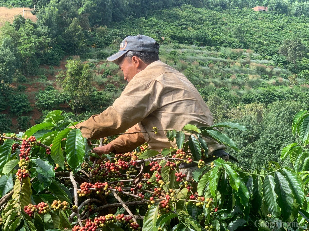 Giá cà phê trong nước hôm nay 31/12/2024: Tăng 200 đồng/kg