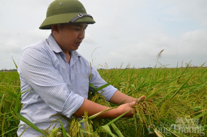 Gạo ruộng rươi đặc sản của Hải Phòng