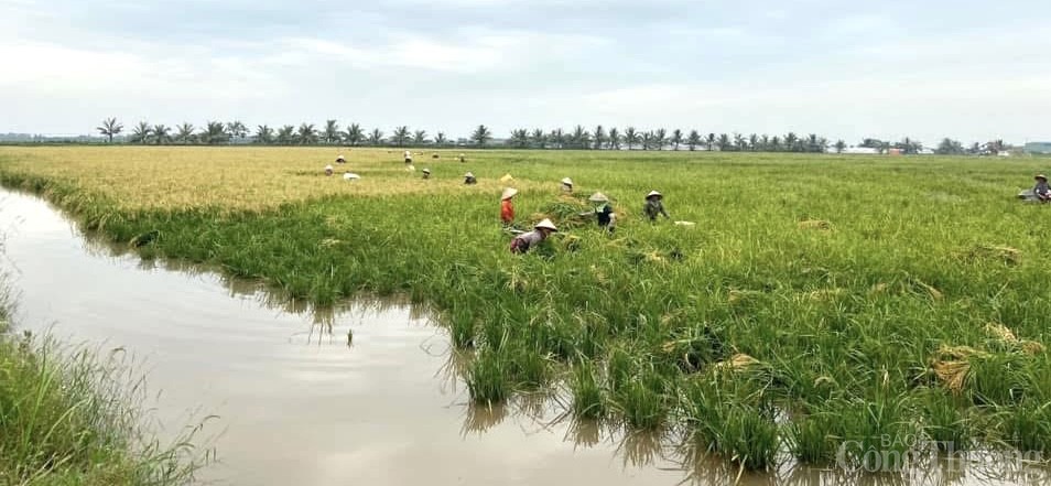 Gạo ruộng rươi đặc sản của Hải Phòng