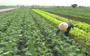 Thái Bình đưa sản phẩm OCOP 'cất cánh' nhờ chuyển đổi số