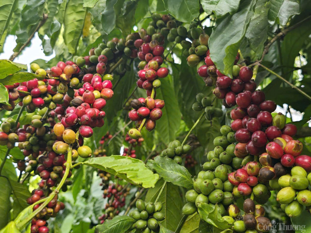 Khai thác cà phê tại Gia Lai Khai thác cà phê tại Gia Lai