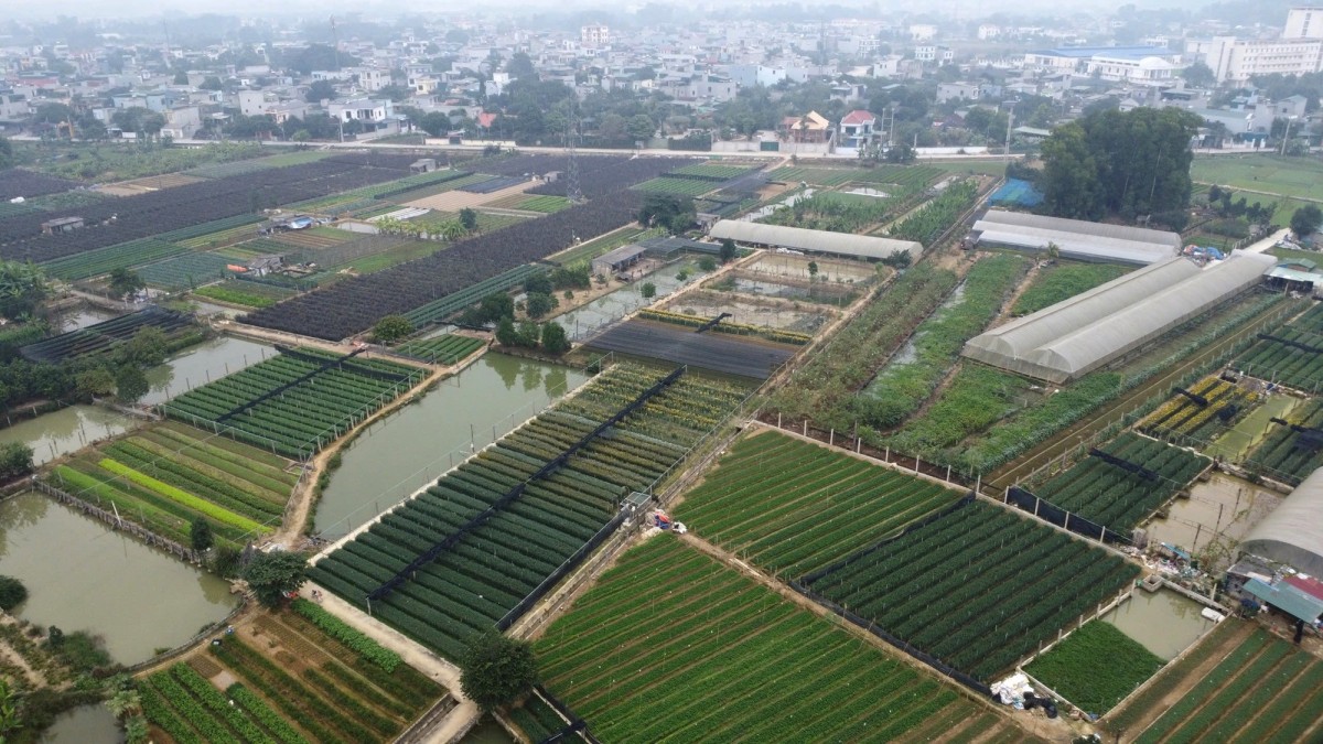 làng hoa đông cương làng hoa đông cương