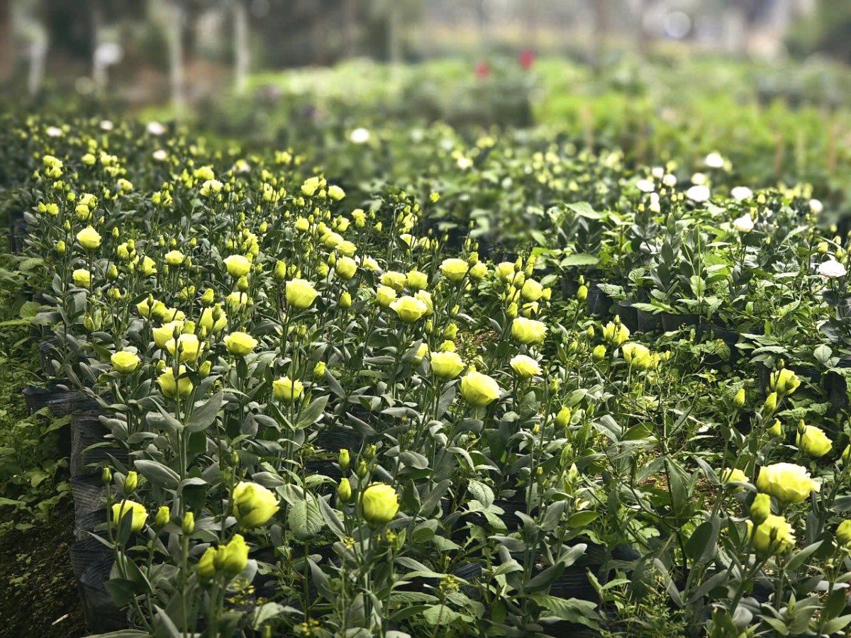 làng hoa đông cương làng hoa đông cương