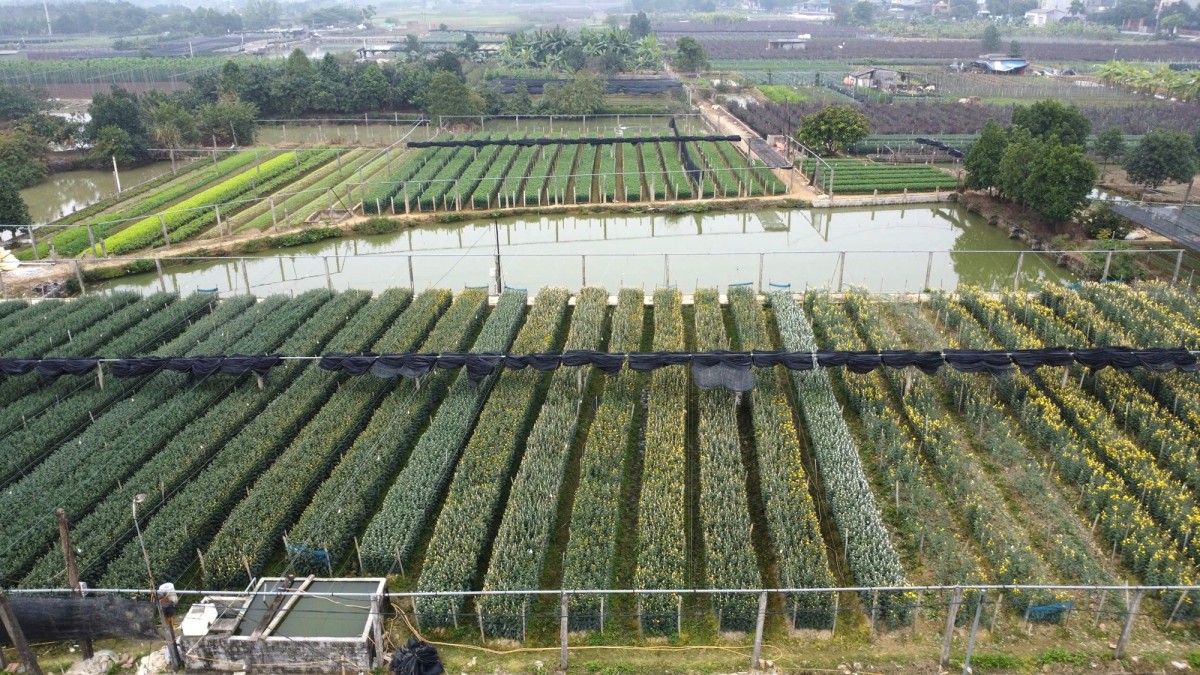 làng hoa đông cương làng hoa đông cương