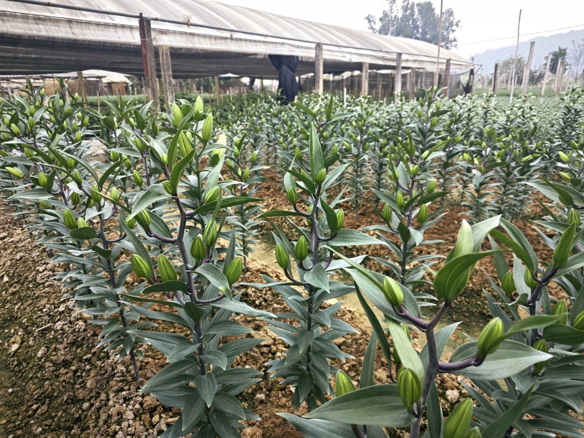 làng hoa đông cương làng hoa đông cương