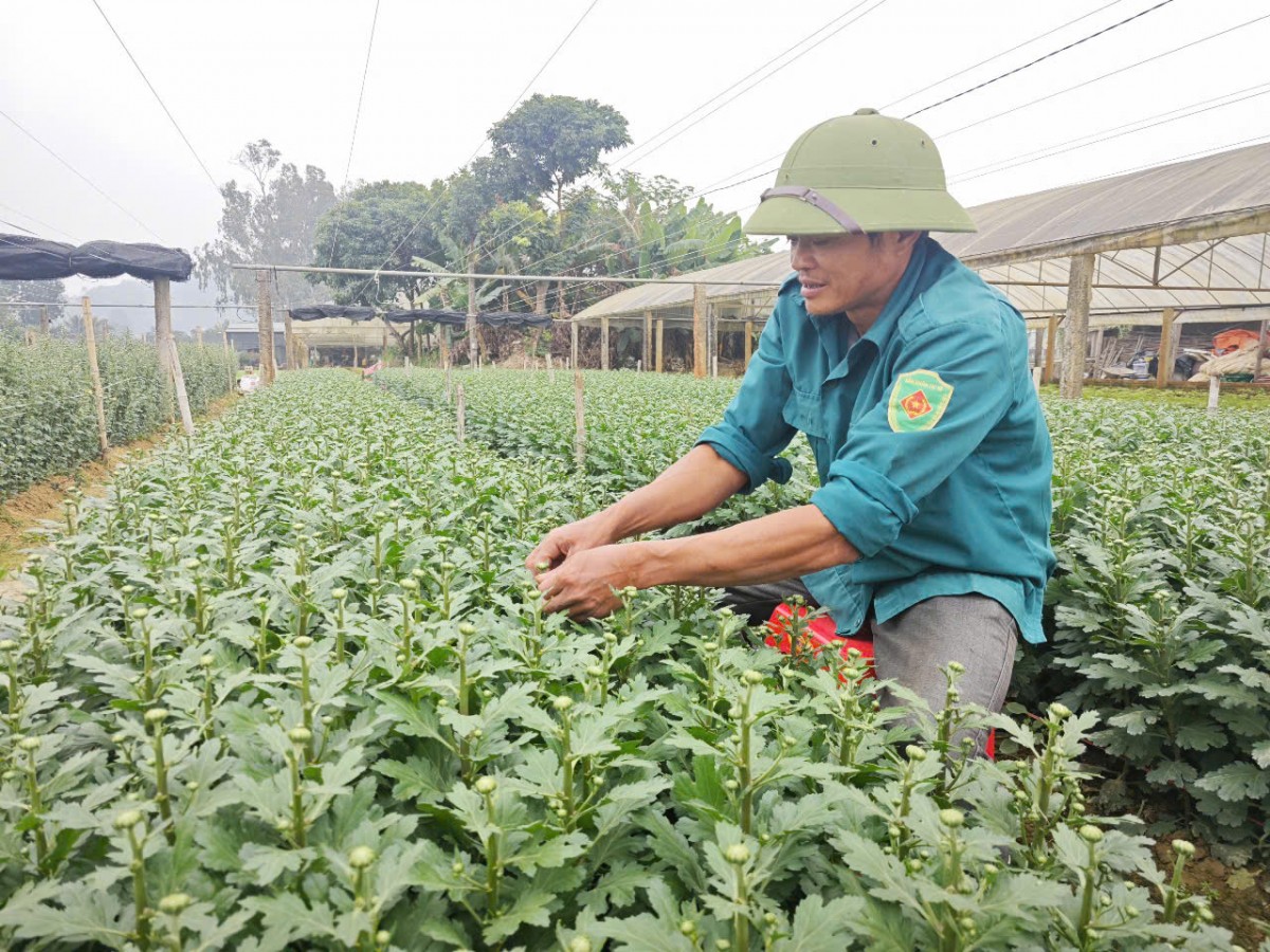 làng hoa đông cương làng hoa đông cương