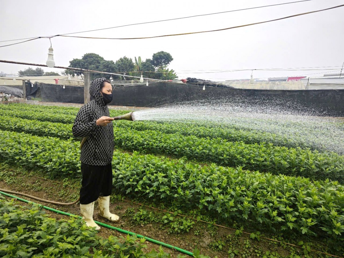 làng hoa đông cương làng hoa đông cương