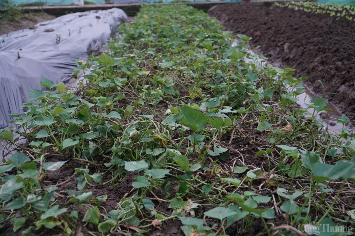 Đà Nẵng: Mưa lạnh kéo dài, giá rau xanh tăng mạnh Đà Nẵng: Mưa lạnh kéo dài, giá rau xanh tăng mạnh