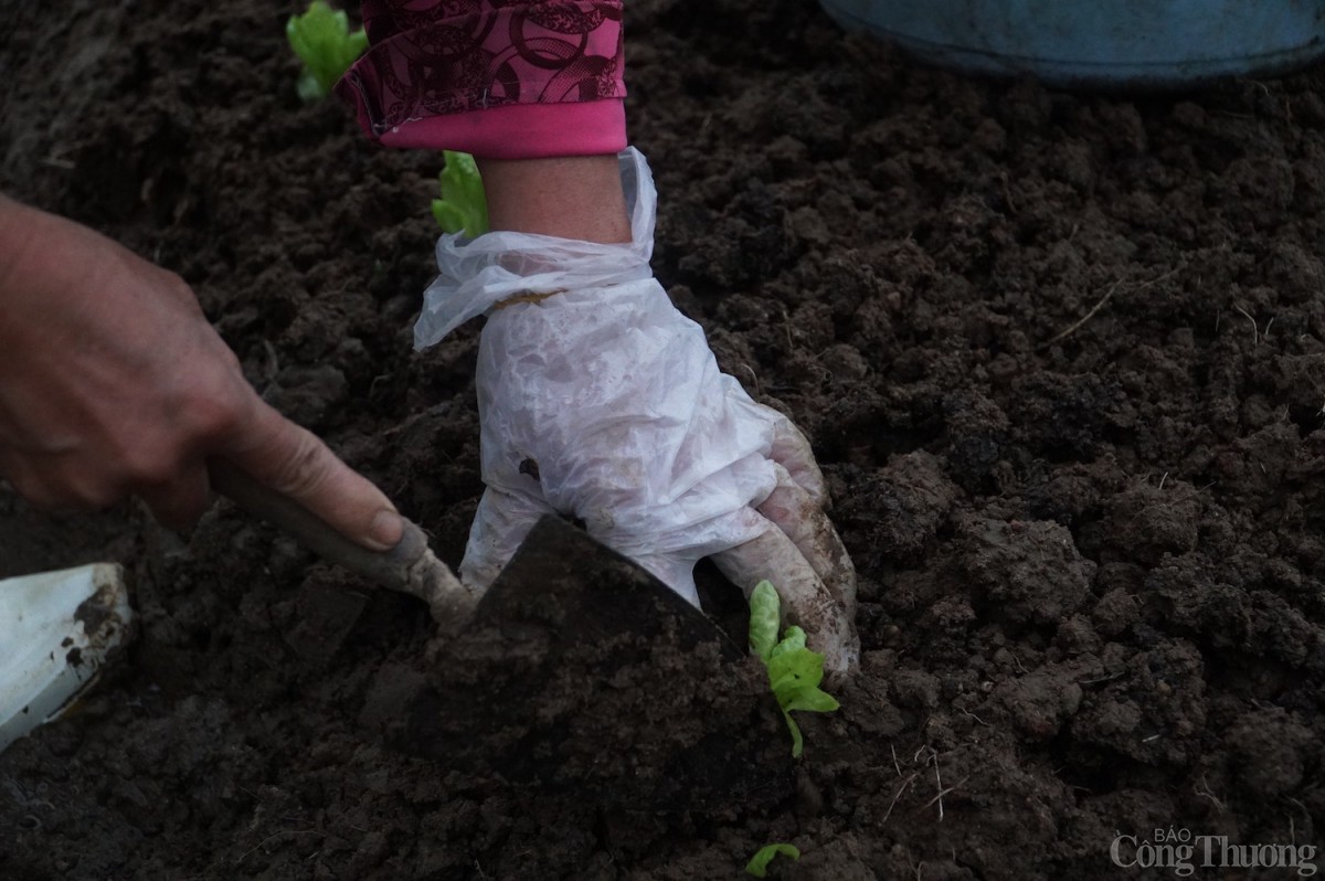 Đà Nẵng: Mưa lạnh kéo dài, giá rau xanh tăng mạnh Đà Nẵng: Mưa lạnh kéo dài, giá rau xanh tăng mạnh