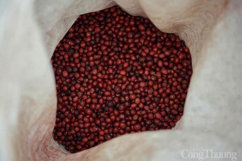 Giá cà phê hôm nay 3/1/2025: Giá cà phê hôm nay 3/1/2025: