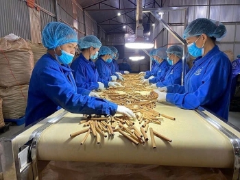 Xuất khẩu quế Việt duy trì vị thế đứng đầu thế giới