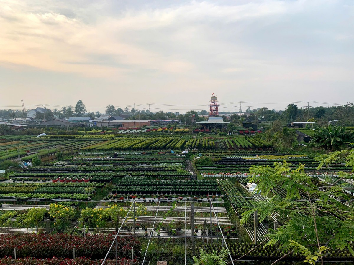 Làng hoa Sa Đéc nức tiếng miền Tây hối hả vụ Tết Làng hoa Sa Đéc nức tiếng miền Tây hối hả vụ Tết