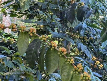 Giá cà phê Robusta tăng do nguồn cung thắt chặt