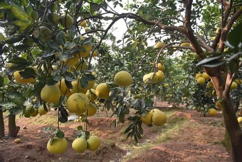 Bưởi Diễn vào vụ Tết, giá bán lên tới 60.000 đồng/quả