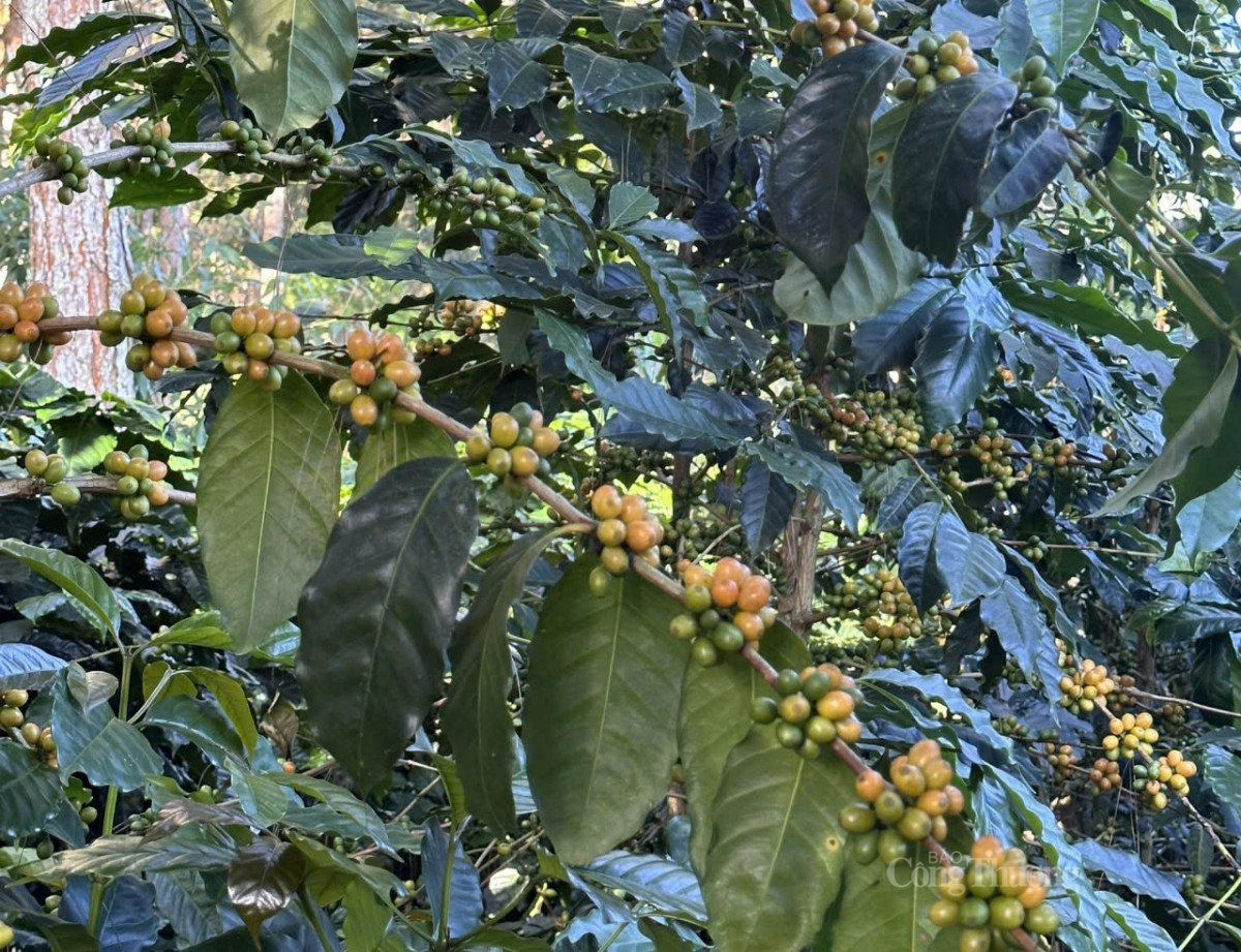 cà phê tại các vườn trồng xã Xuân Trường, TP Đà Lạt, tỉnh Lâm Đồng cà phê tại các vườn trồng xã Xuân Trường, TP Đà Lạt, tỉnh Lâm Đồng