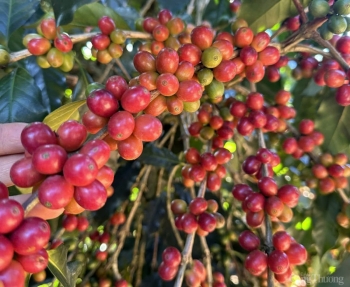 Giá cà phê trong nước hôm nay 13/1/2025 không biến động