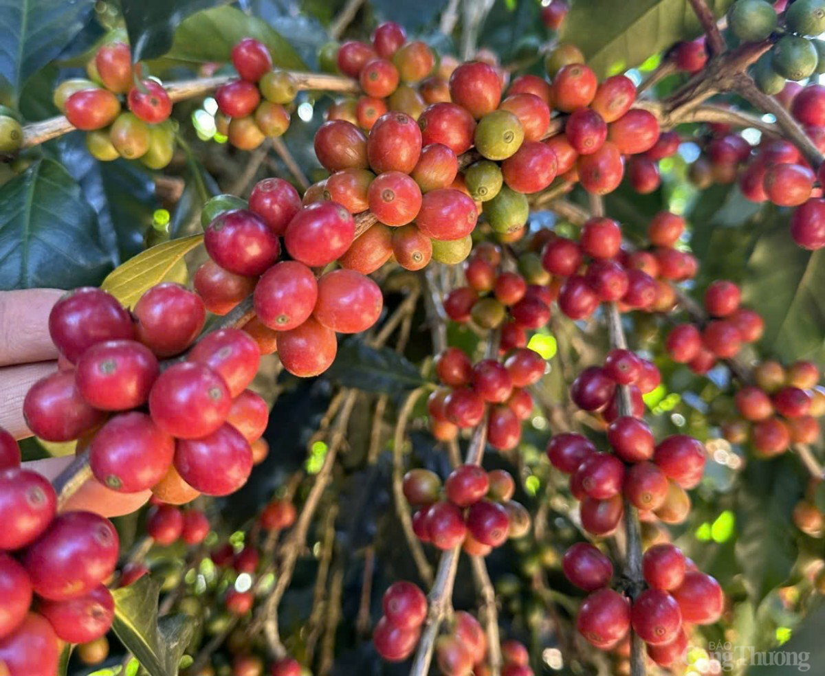 Giá cà phê trong nước hôm nay 13/1/2025