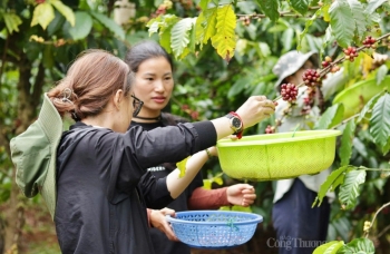 Xuất khẩu cà phê: Khẳng định giá trị bằng chất lượng
