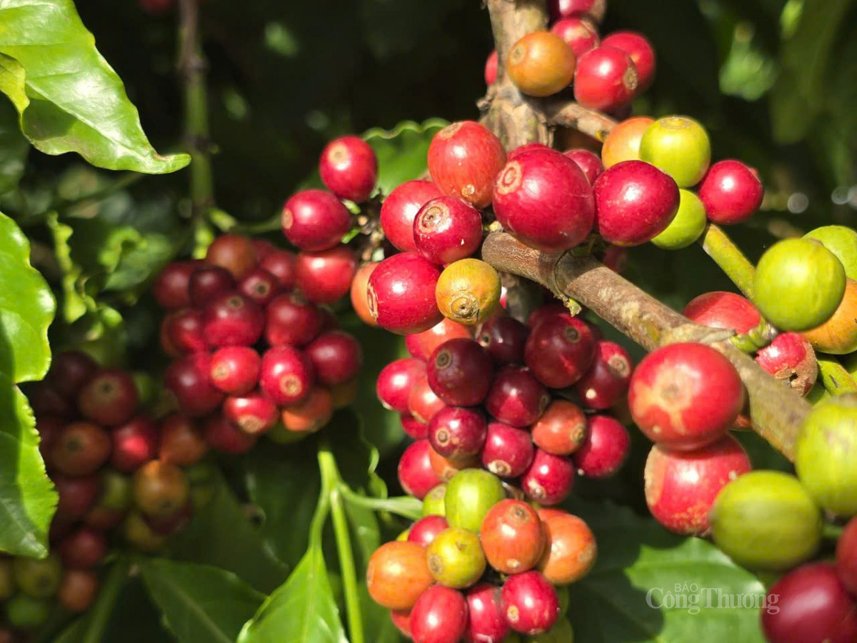 Cà phê tại xã Liên Hiệp, huyện Đức Trọng, tỉnh Lâm Đồn