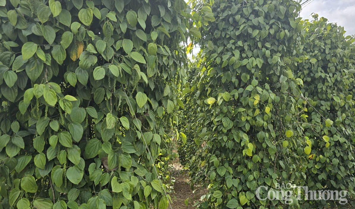 Giá tiêu hôm nay 5/1/2025, tiếp tục tăng mạnh