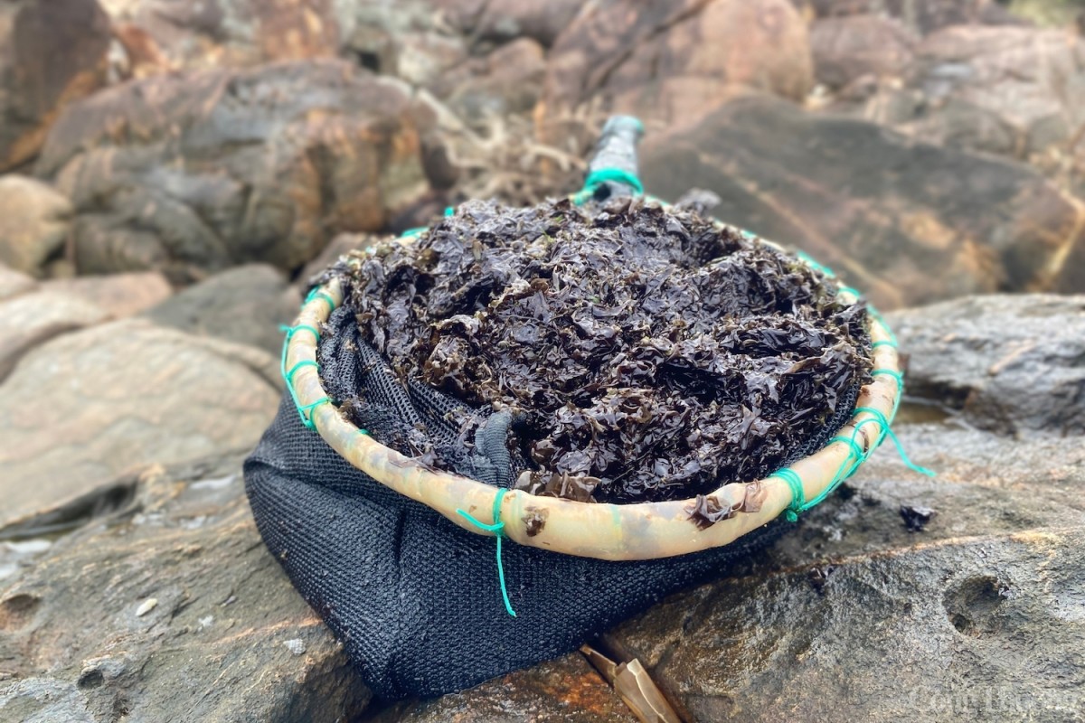 Tùy thời điểm, giá rau mứt dao động từ khoảng 150.000 – 250.000 đồng/kg. Trung bình mỗi người dân sẽ thu được từ 600 nghìn đến 1 triệu đồng mỗi ngày. 