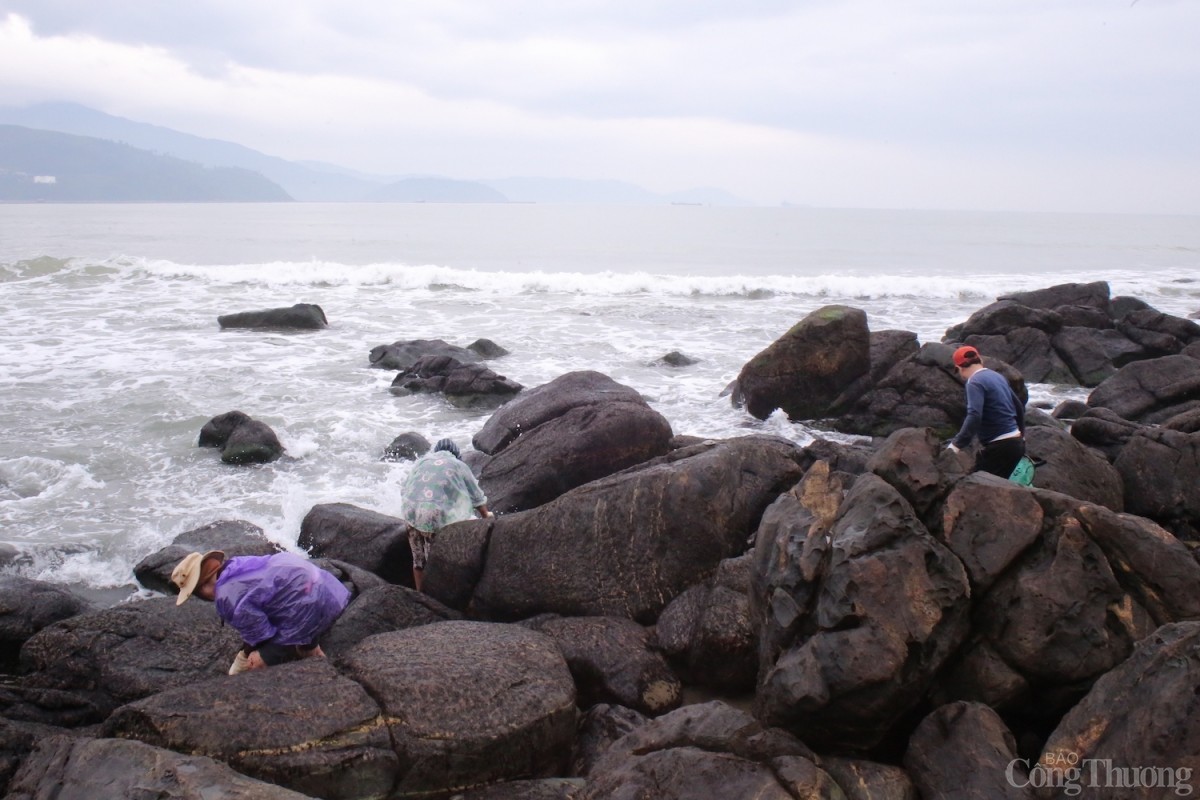 Cứ đến độ tháng 10 âm lịch, những người dân làng chài Nam Ô lại bắt đầu rủ nhau đi hái mứt biển trên các ghềnh đá. 