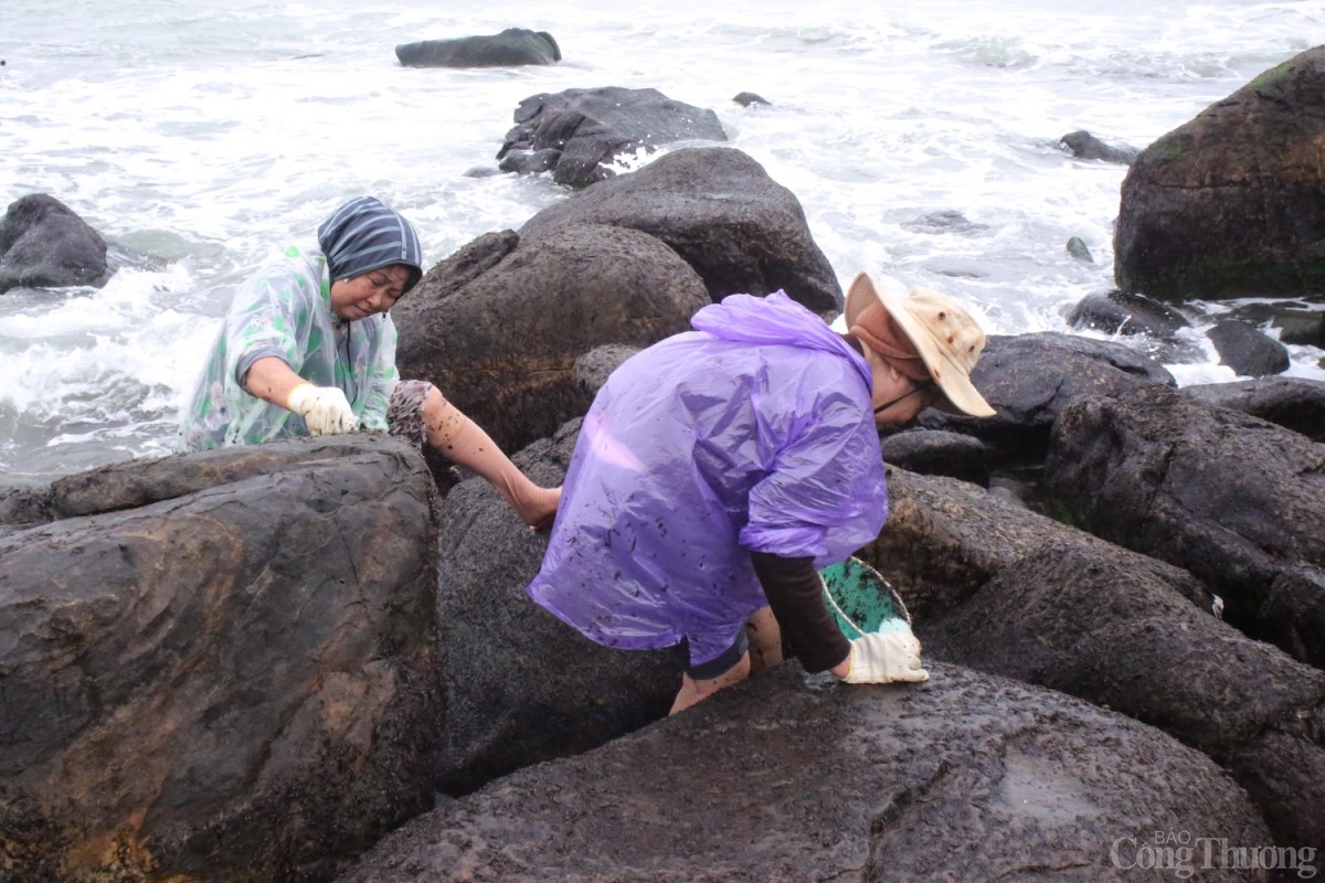 Mứt biển mọc trên đá trơn trượt, vì thế người dân phải hết sức cẩn trọng trong quá trình di chuyển. 
