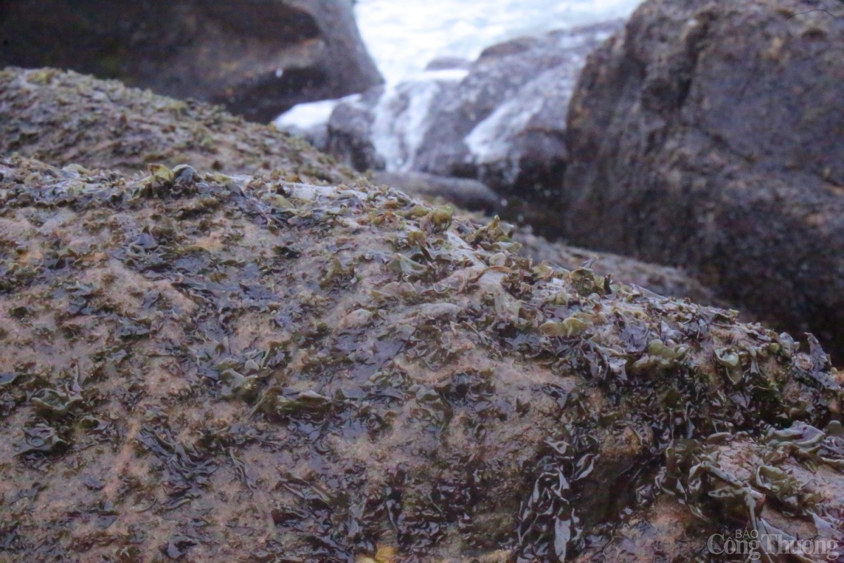 Cận cảnh rau mứt trên mặt đá. 