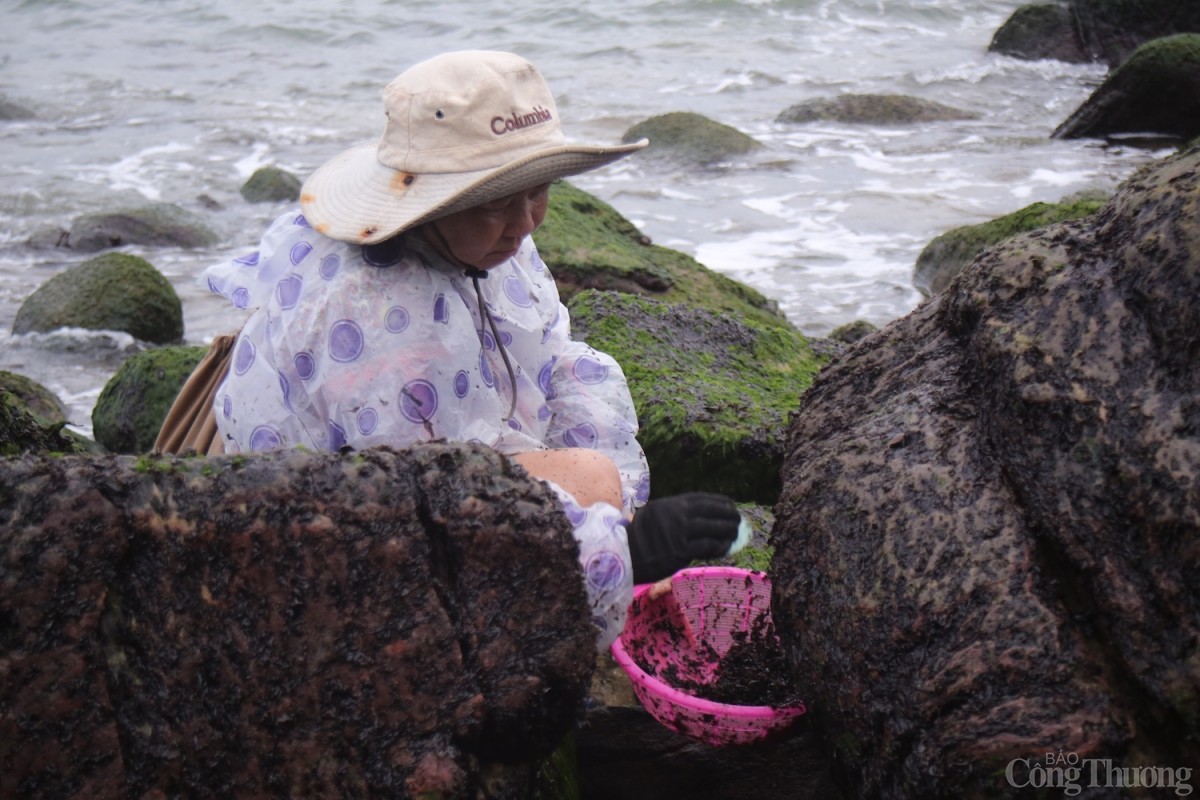 Từ sáng sớm, bên các mỏm đá ven biển lại vang vọng tiếng cào “rột, rột,...” của những người dân làng chài.