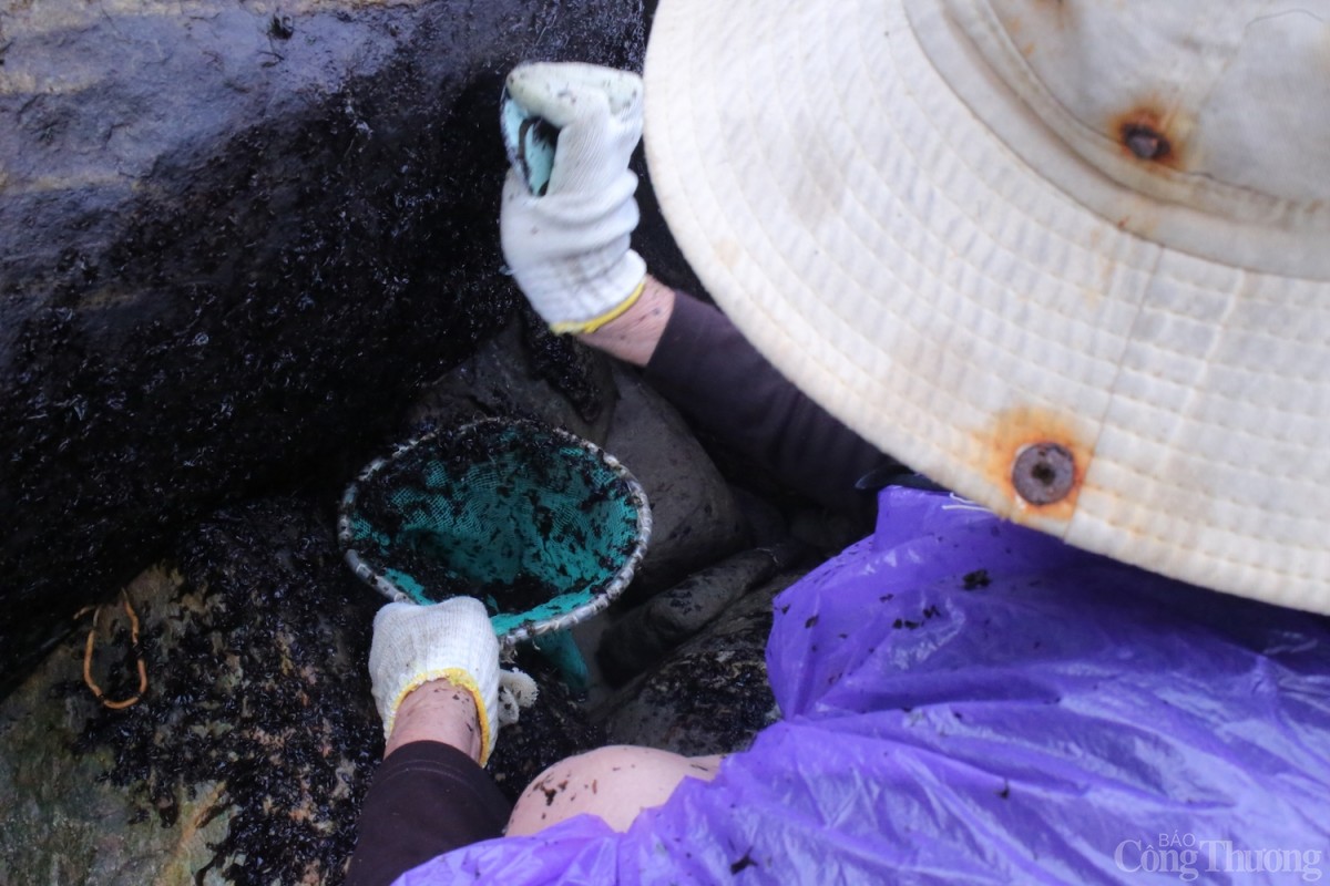 Để thu hoạch rau mứt, người dân chỉ cần dùng tay để hái hoặc có thể dùng miếng tôn mỏng để cạo.