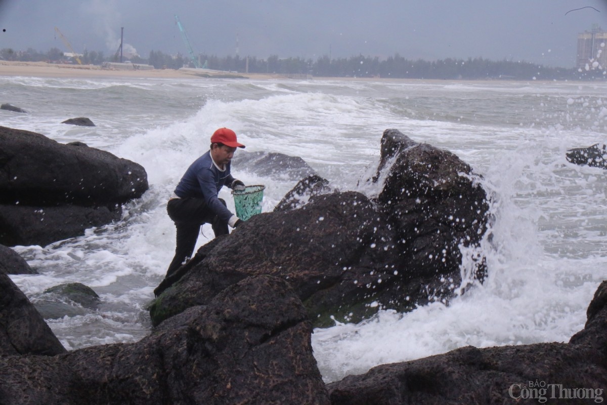 Theo kinh nghiệm của người dân làng chài, tay hái rong mứt, nhưng mắt luôn nhìn về phía biển đề phòng nguy hiểm từ những con sóng lớn. Nếu sóng tấp vào thì phải vội lui chân về phía bờ hoặc bám chặt vào đá để đảm bảo an toàn. 