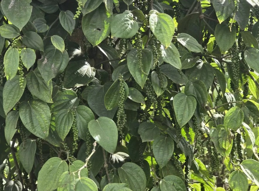 Kim ngạch xuất khẩu hồ tiêu năm 2024 tăng mạnh 45,4%