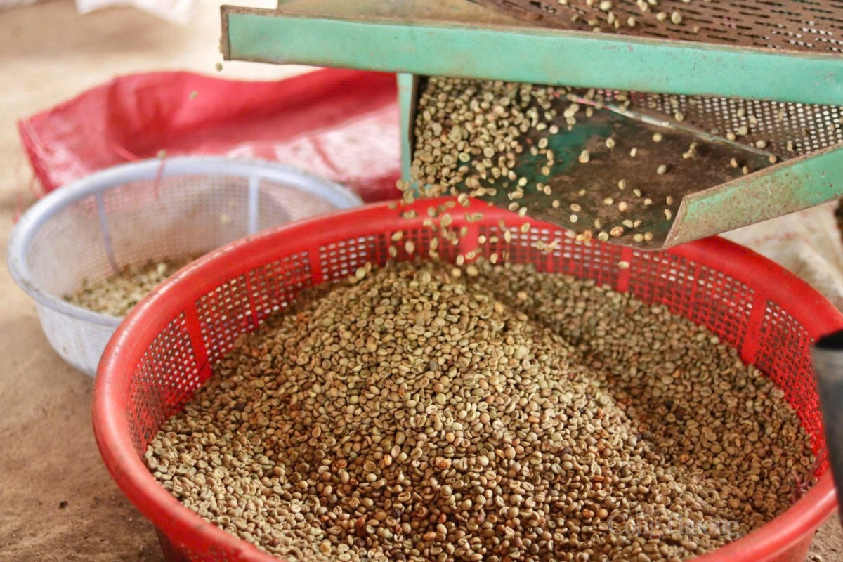 cà phê tại Nông trại Moon’s Coffee Farm, TP. Pleiku, tỉnh Gia Lai