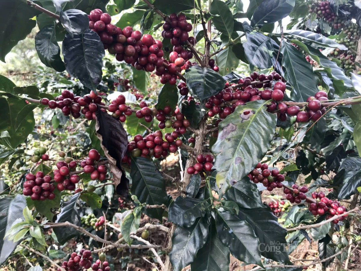 cà phê tại các vườn trồng xã Xuân Trường, TP Đà Lạt, tỉnh Lâm Đồng