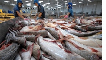 Ngành cá tra Việt Nam sẵn sàng chinh phục cột mốc mới