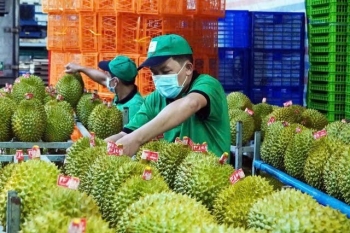 Xuất khẩu sầu riêng sang EU bị tăng tần suất kiểm tra