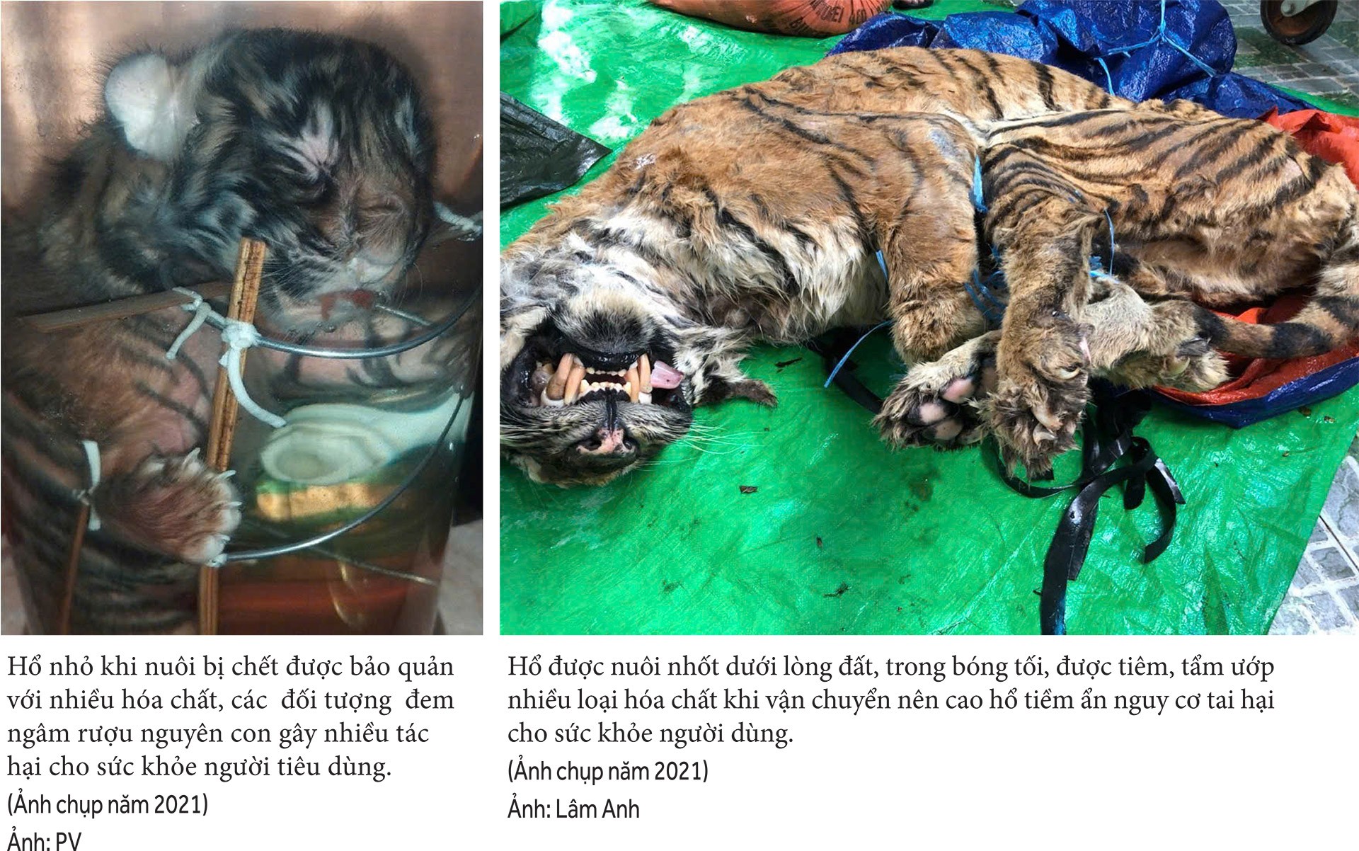 Thực hư thị trường cao hổ bạc tỷ Bài 3: Hiểm họa Thực hư thị trường cao hổ bạc tỷ Bài 3: Hiểm họa