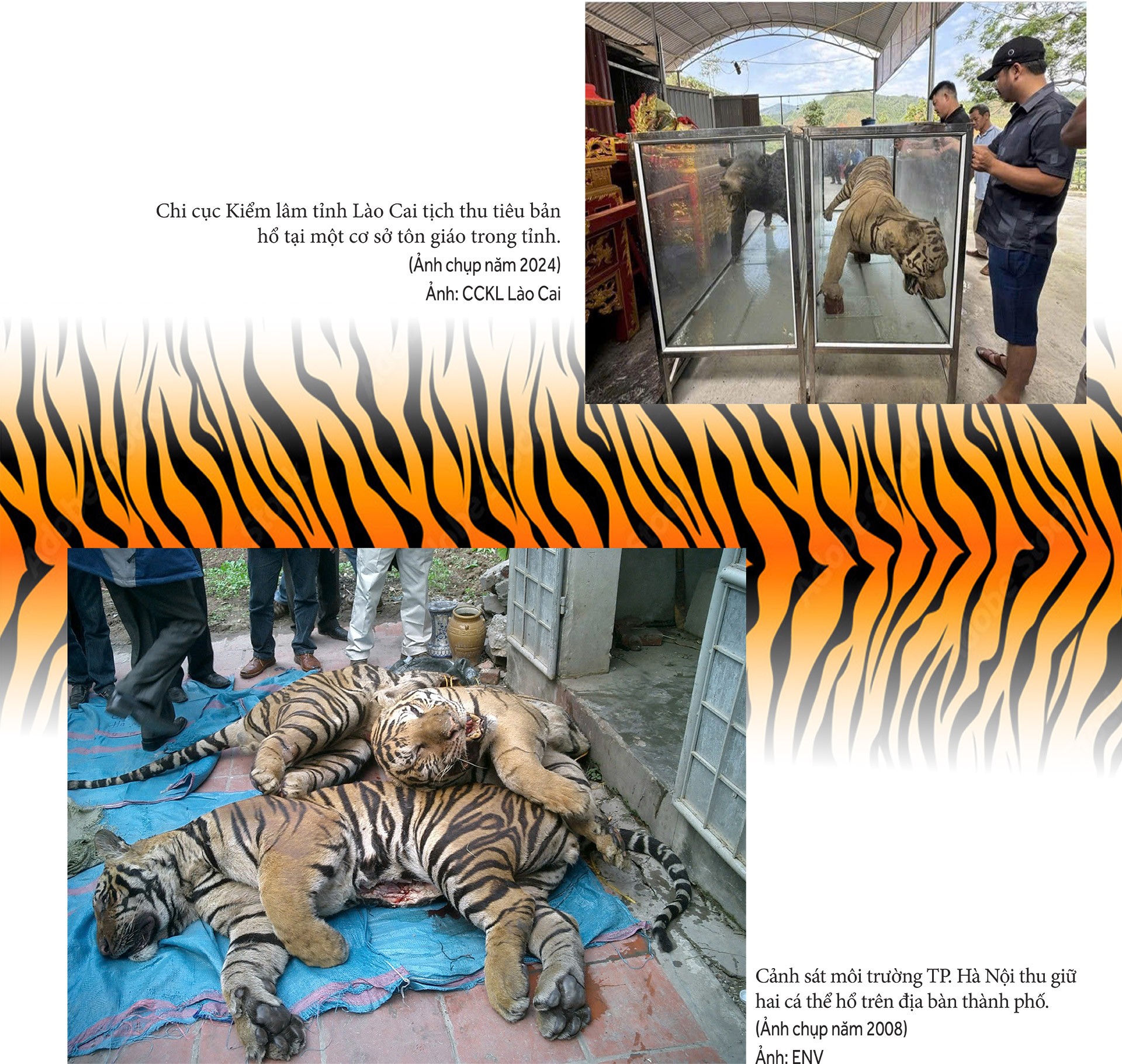 Thực hư thị trường cao hổ bạc tỷ Bài 3: Hiểm họa Thực hư thị trường cao hổ bạc tỷ Bài 3: Hiểm họa