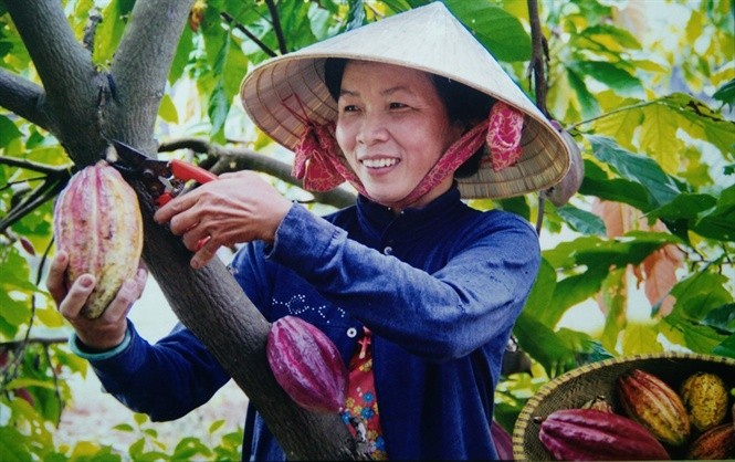 Giá ca cao đang tăng chóng mặt, đạt mức kỷ lục trong nhiều năm qua, mang lại niềm vui cho nông dân Giá ca cao đang tăng chóng mặt, đạt mức kỷ lục trong nhiều năm qua, mang lại niềm vui cho nông dân