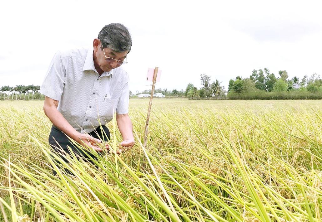 Kỹ sư Hồ Quang Cua: Hành trình ‘Gạo ngon nhất thế giới’ Kỹ sư Hồ Quang Cua: Hành trình ‘Gạo ngon nhất thế giới’