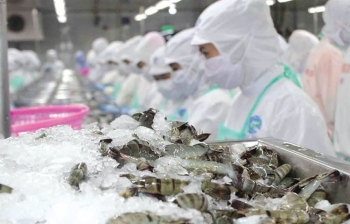 Xuất khẩu tôm Việt bứt phá trên các thị trường chủ lực