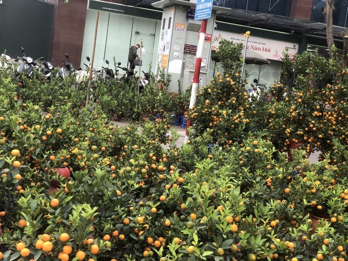 Đa dạng thị trường hoa, cây cảnh Tết 2025, giá tăng nhẹ Đa dạng thị trường hoa, cây cảnh Tết 2025, giá tăng nhẹ