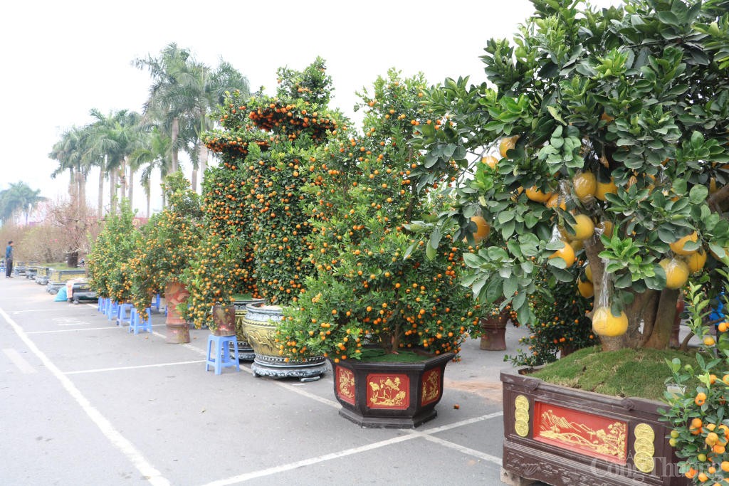 Bưởi, quất cảnh đua nhau xuống phố sớm phục vụ Tết 2025