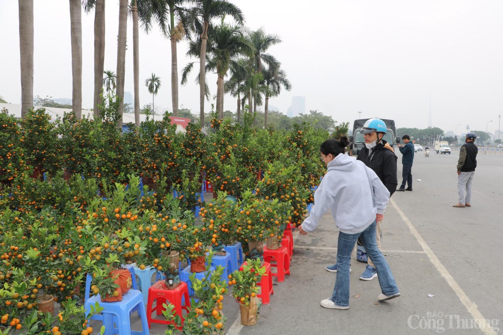 Bưởi, quất cảnh đua nhau xuống phố sớm phục vụ Tết 2025